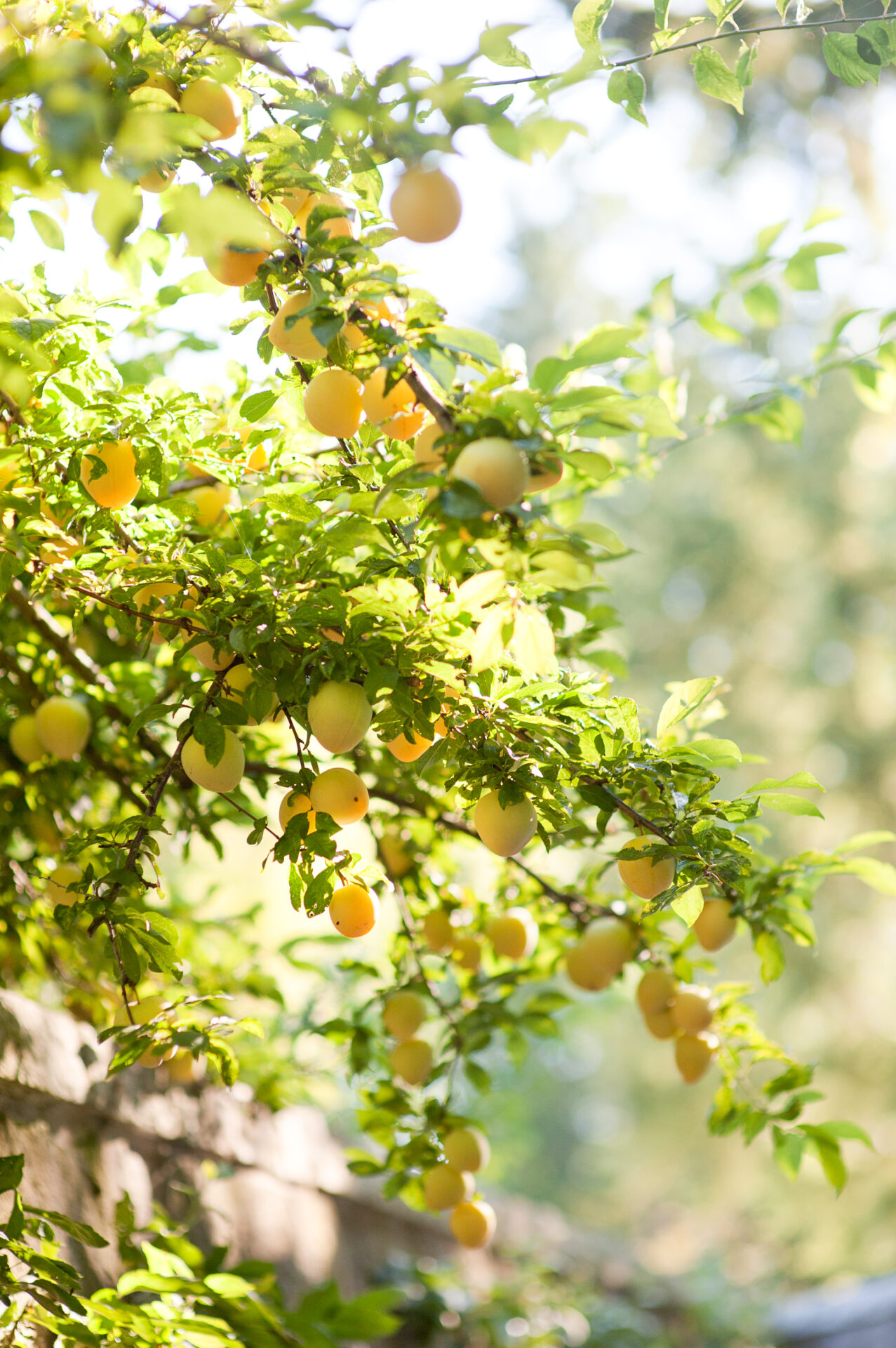 WEDD | Farm & Larder