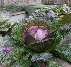cabbage-in-garden