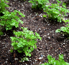 parsley_in_garden