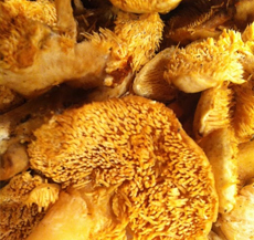 hedgehog-mushrooms