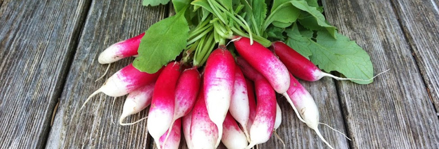 radishes