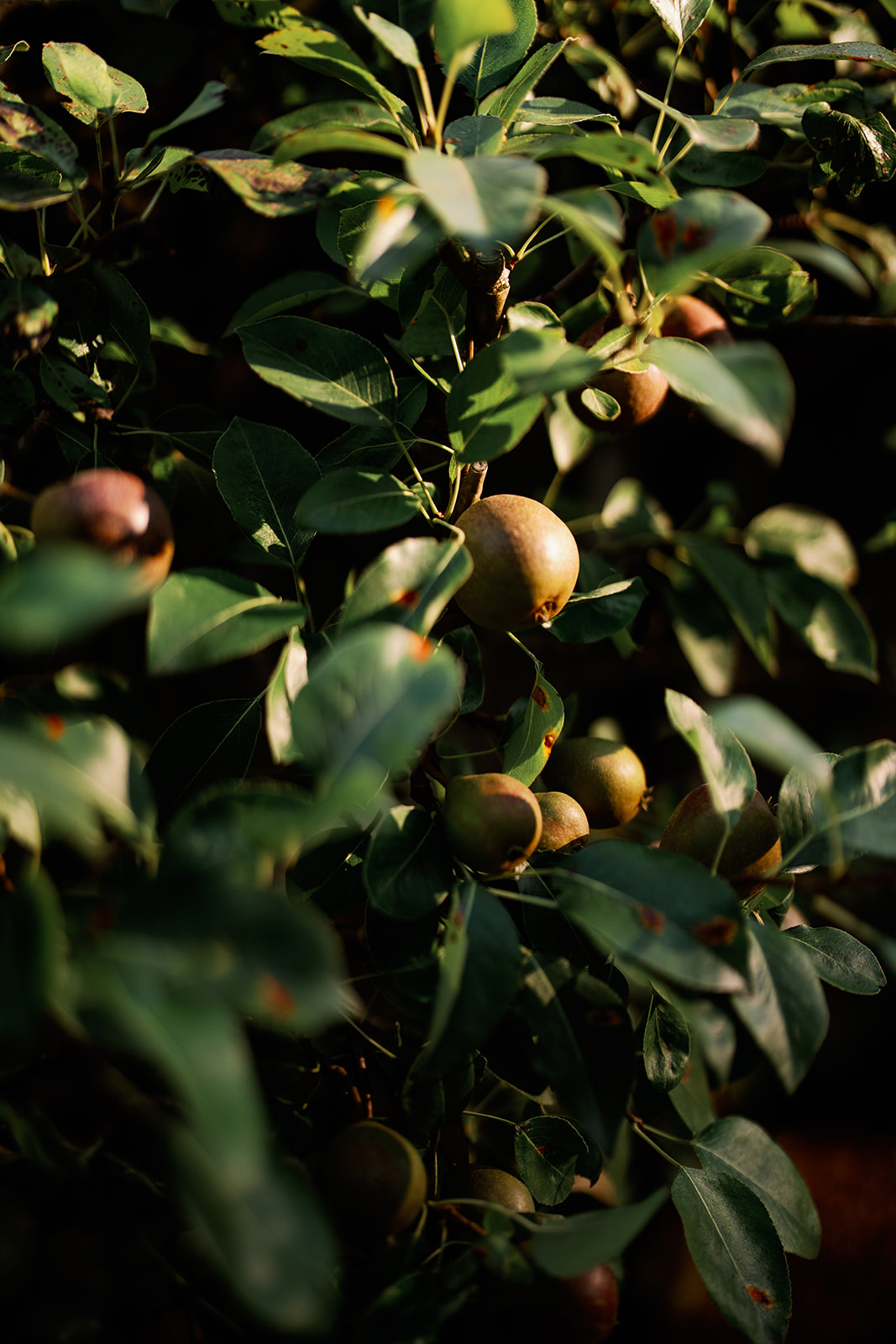 Bella Luna Farms | Farm & Larder