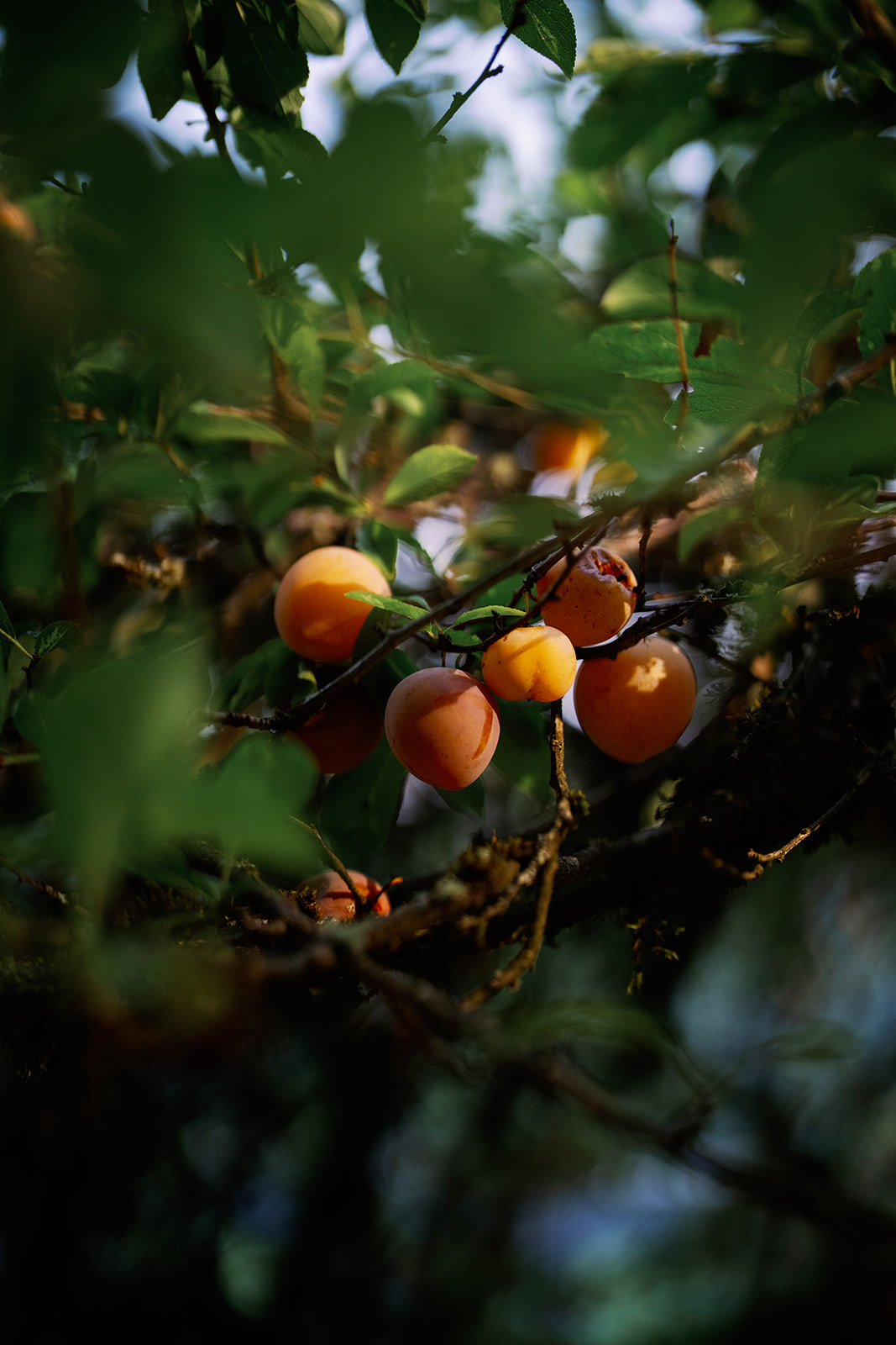 Bella Luna Farms | Farm & Larder