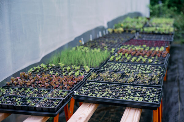 Bella Luna Farms | Farm & Larder