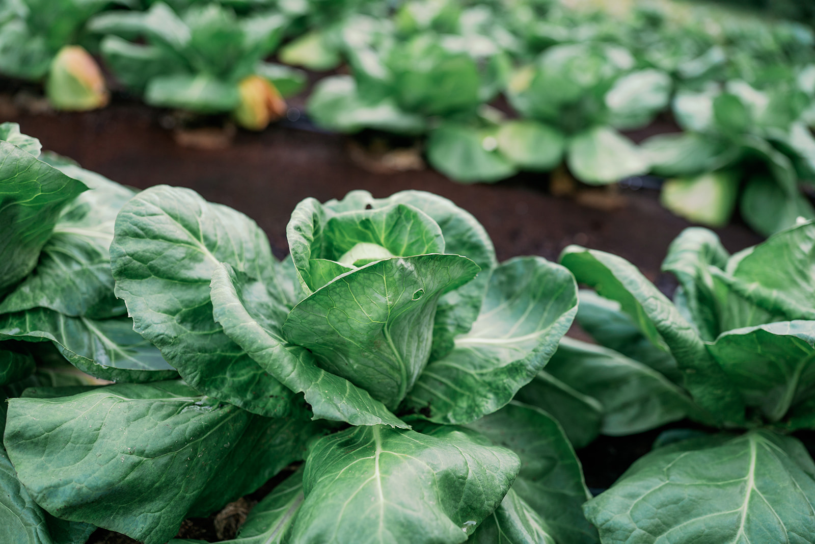 Bella Luna Farms | Farm & Larder