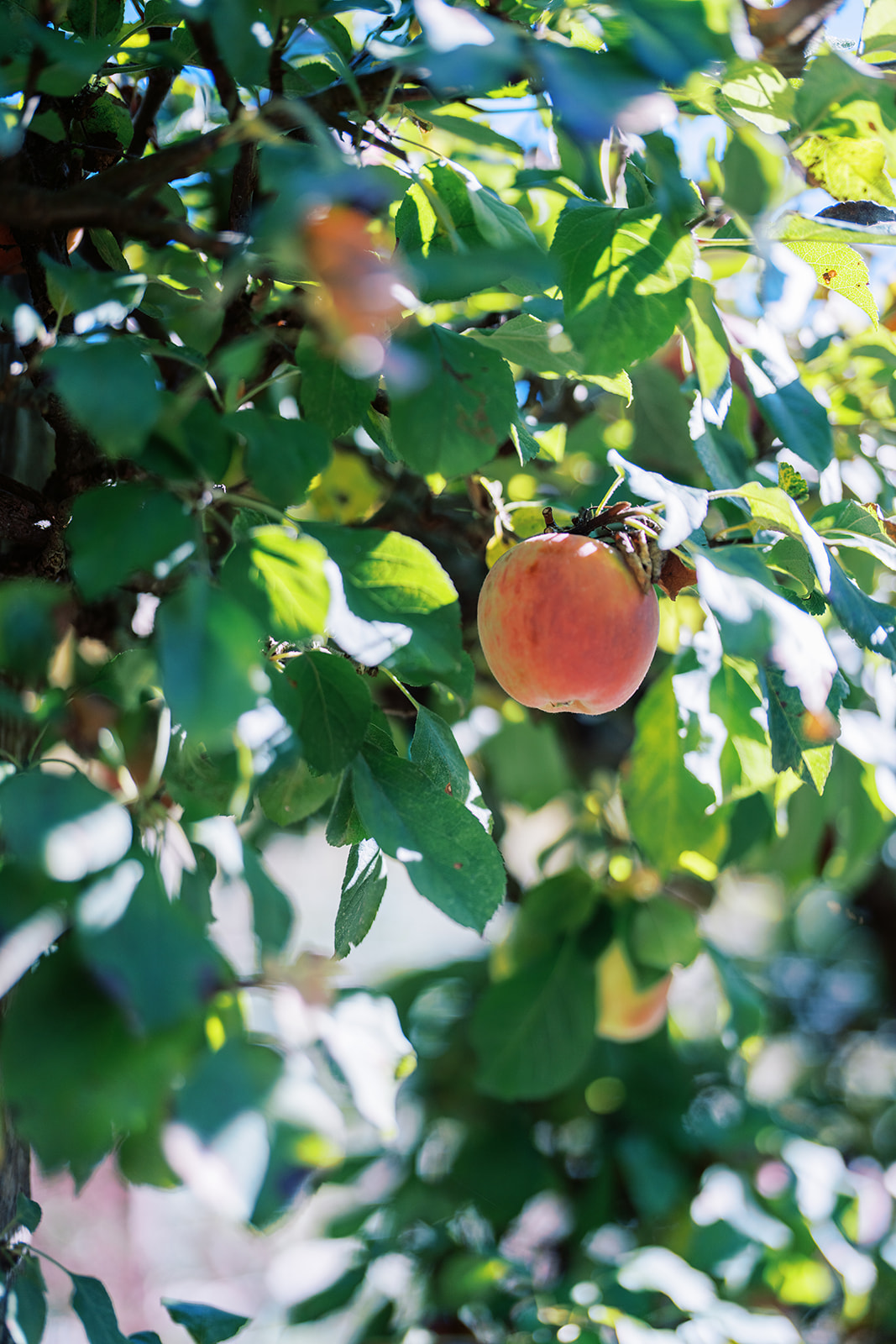 Bella Luna 2024 | Farm & Larder