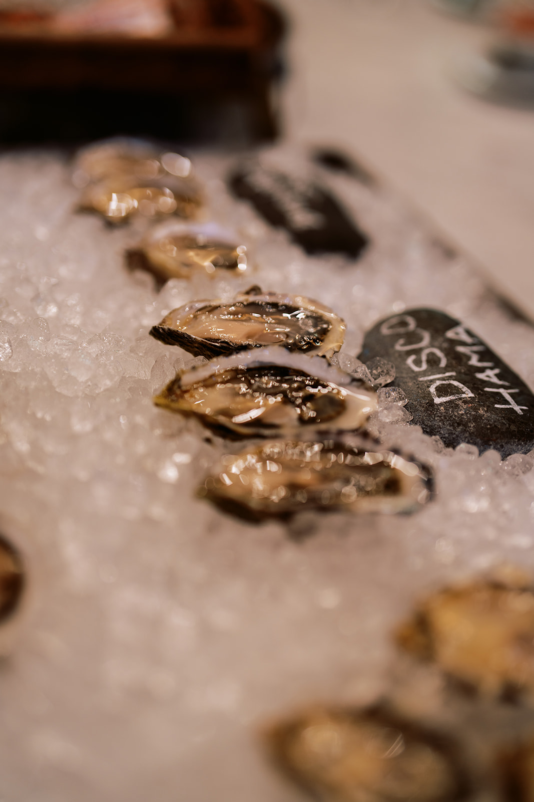 Oysterology 101: Intro to the Briny World of Bivalves