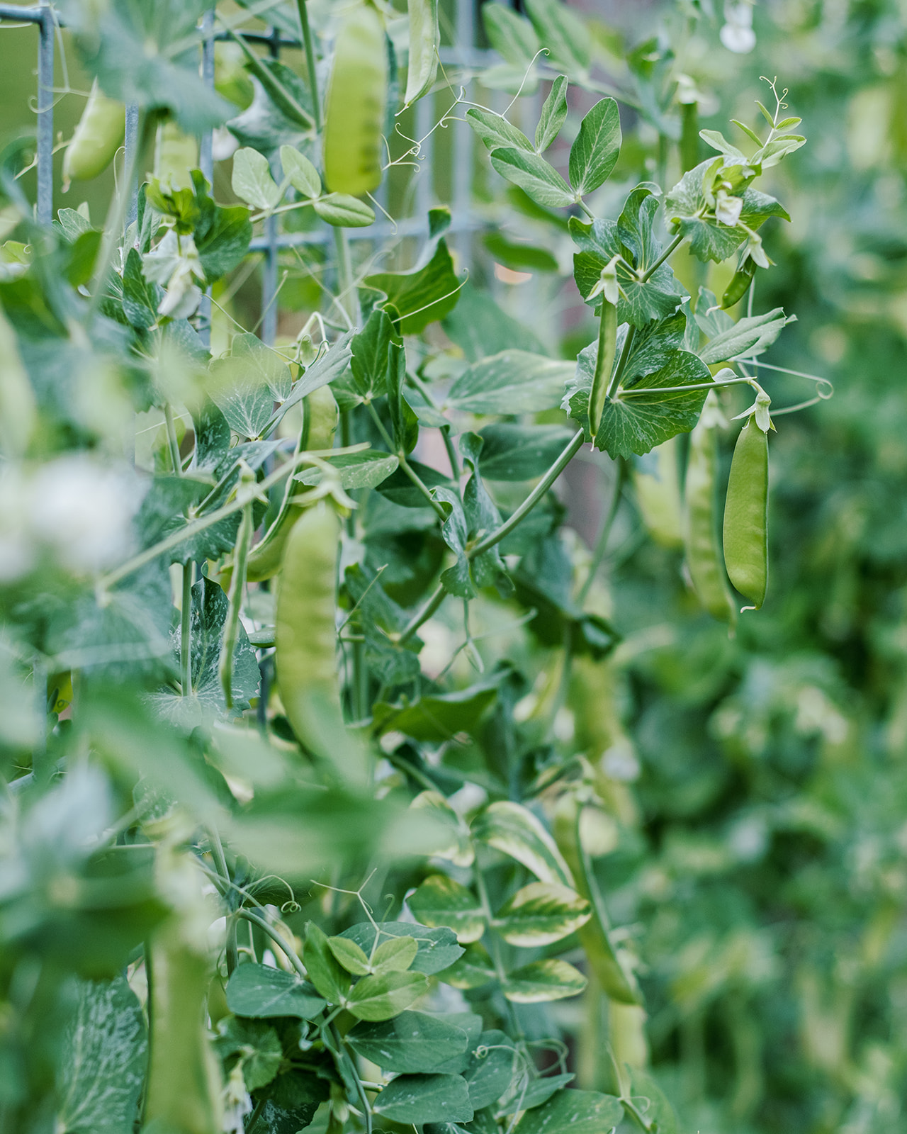 Bella Luna Farms | Farm & Larder