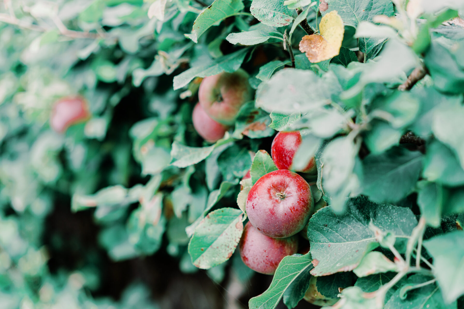 JTP01856 | Farm & Larder