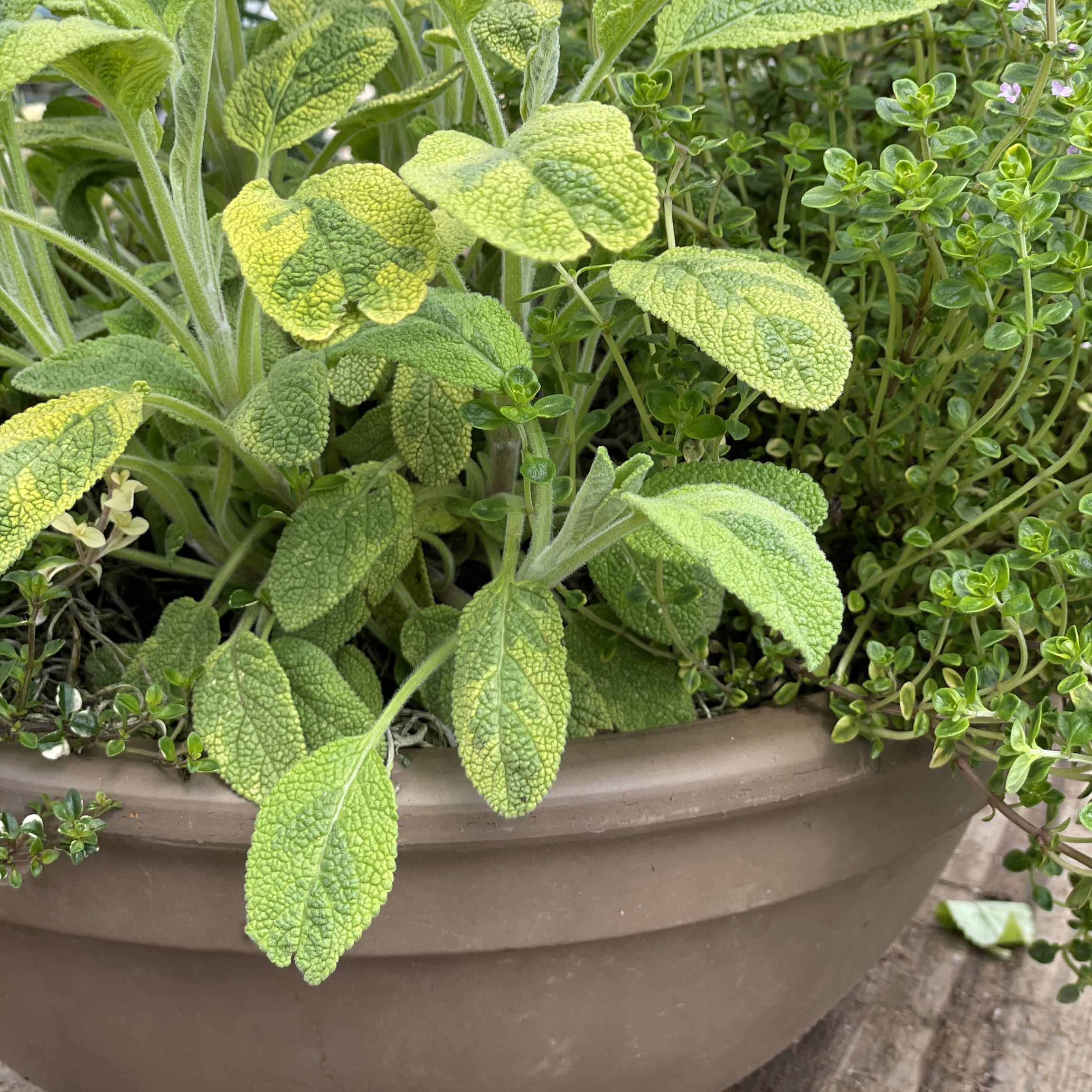 Gather & Grow: A Mother’s Day Celebration