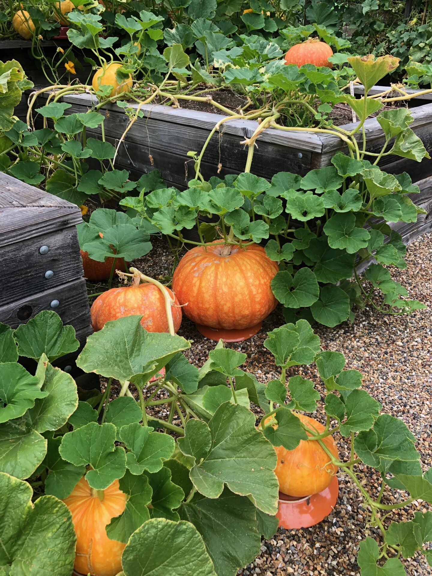 fall pumpkin garden | Farm & Larder