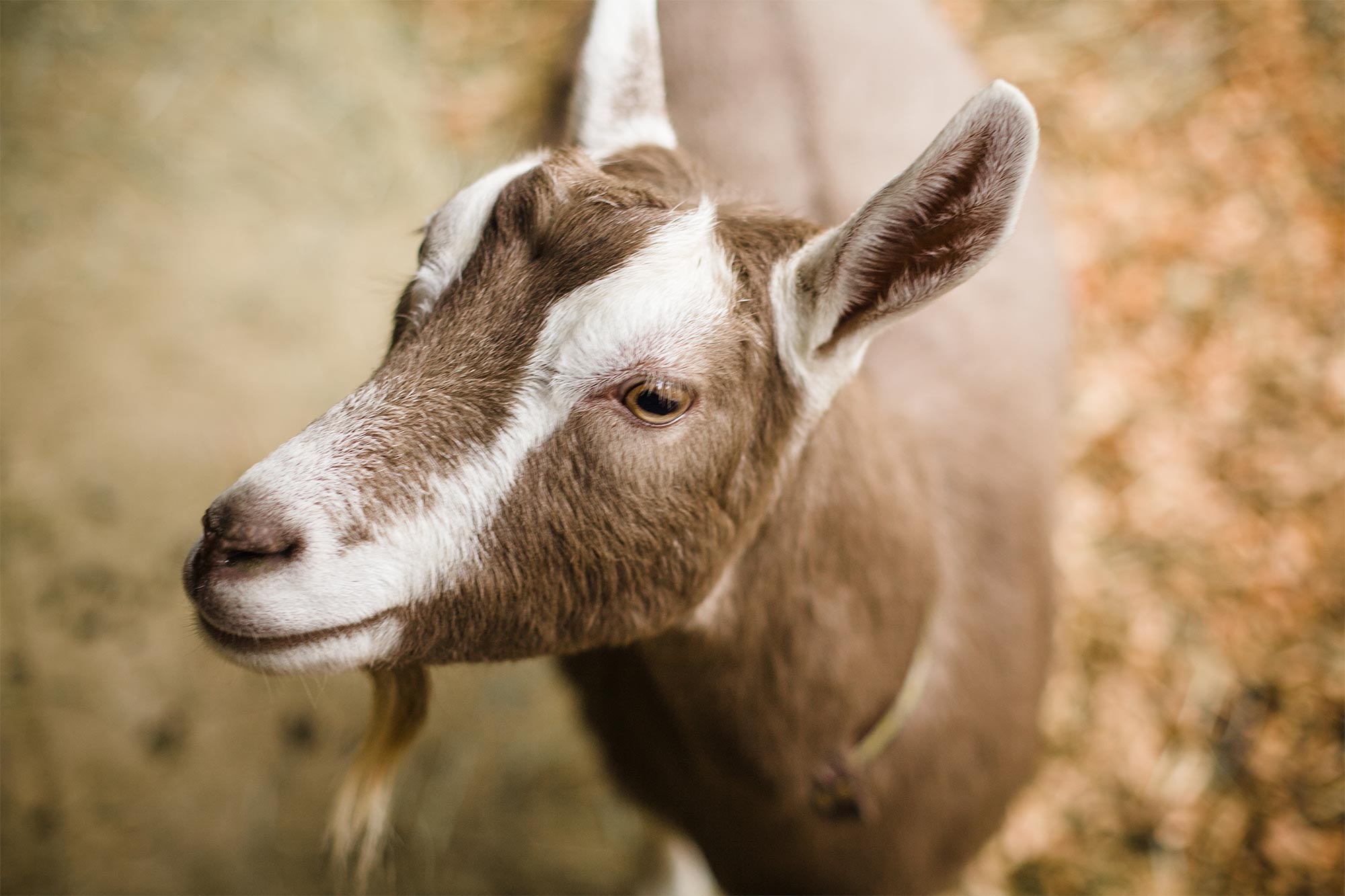 Farm & Larder goat