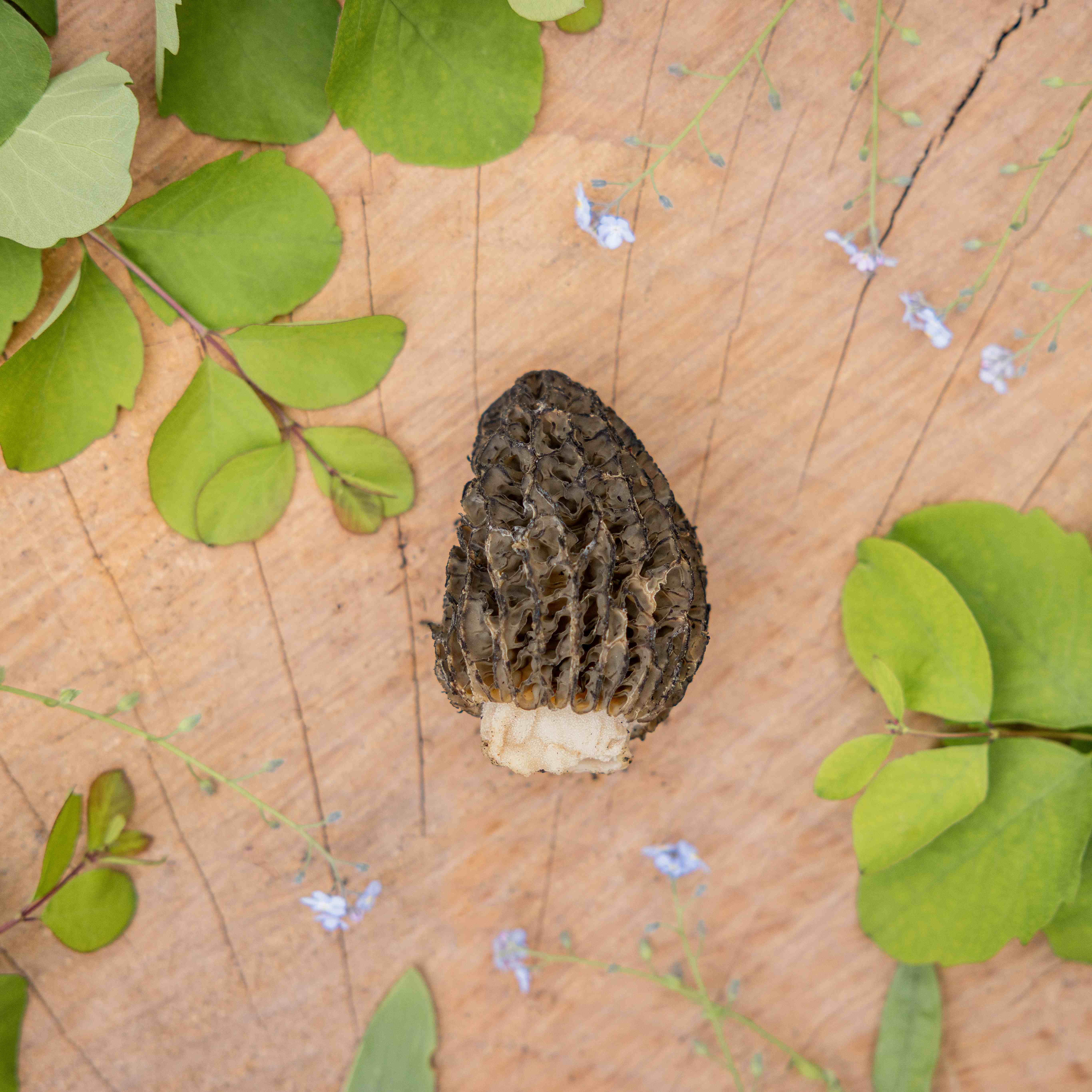 Spring Foraging