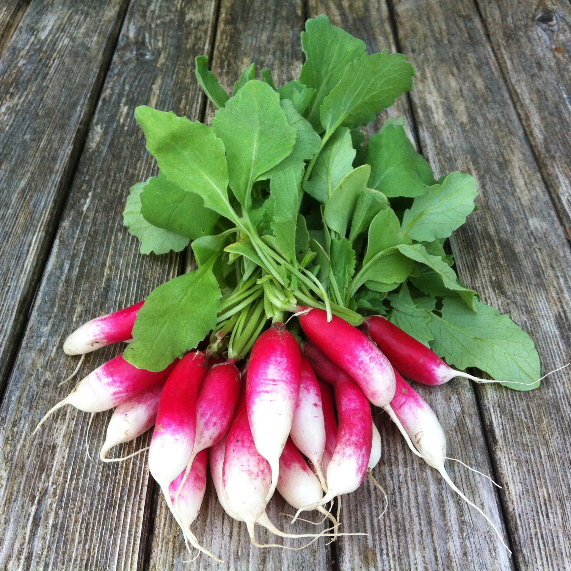 radishes 2 | Farm & Larder