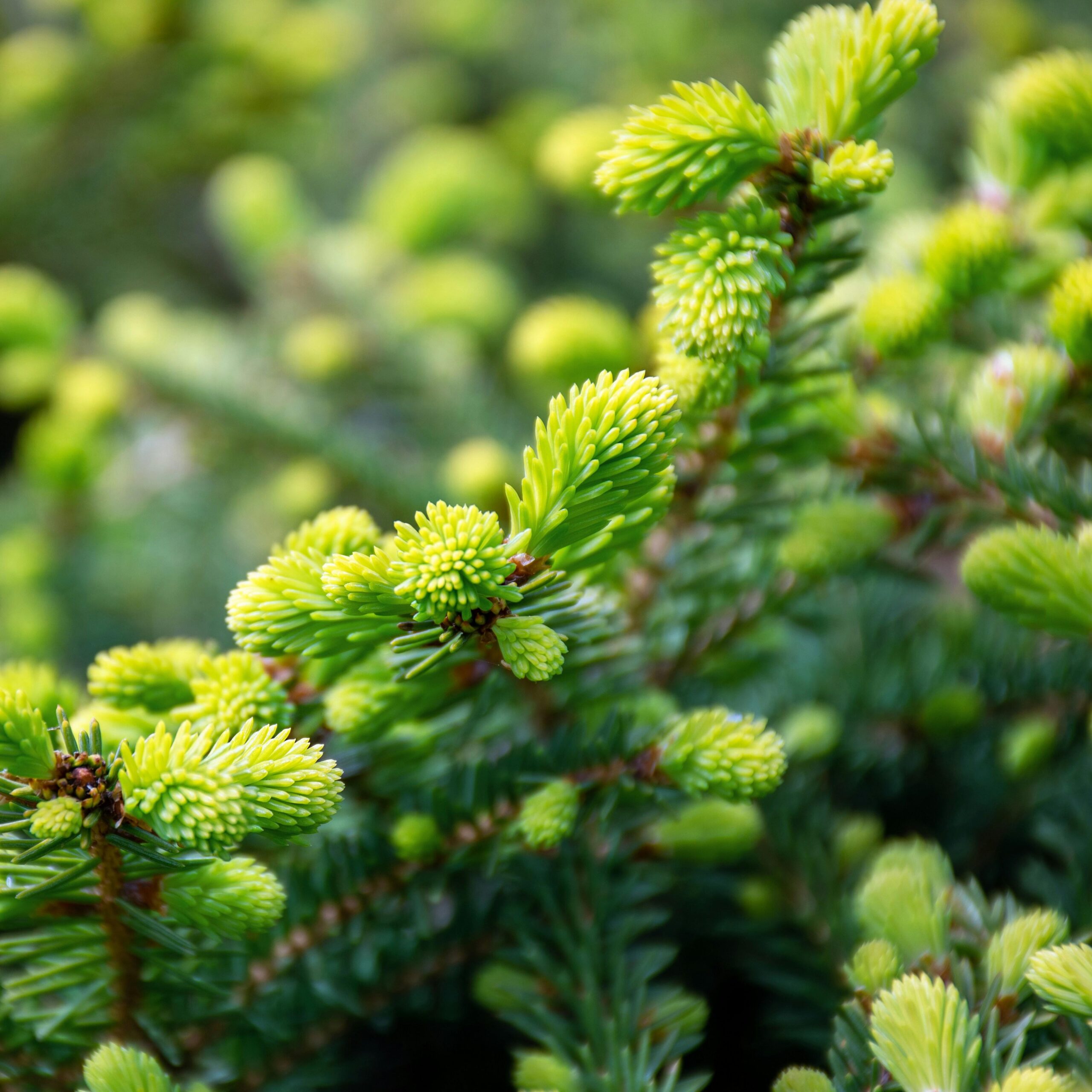 Spring Foraging